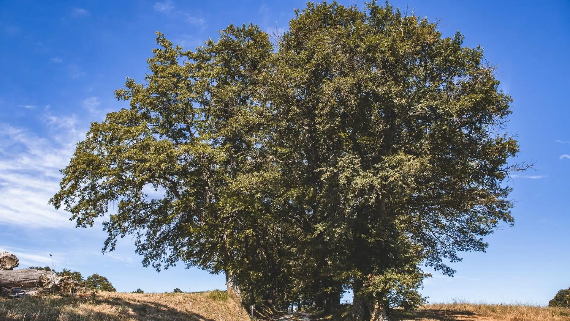 Appartamento Masseria Del Bosco - Podere Palazzone Chianciano Terme 0*,